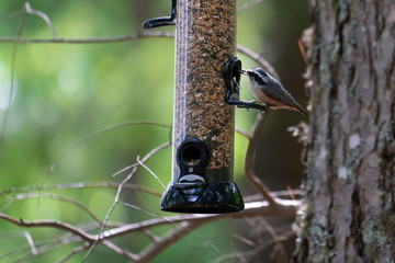 Tiny bird on a feeder in a forest