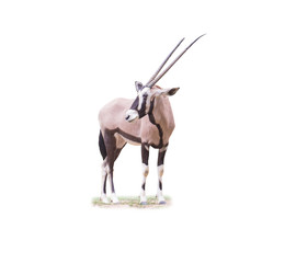 Obraz na płótnie Canvas Wild Arabian Oryx leucoryx,Oryx gazella or gemsbok isolated on white background