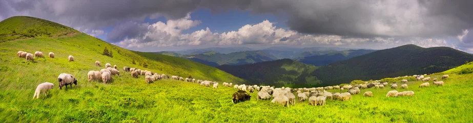 Fotobehang Een kudde schapen op een berg © panaramka