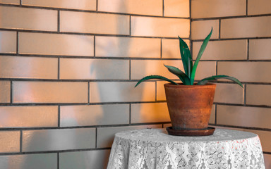 Vaso de planta decorando canto com parede revestida de tijolos