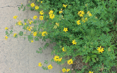 길거리에 노란꽃