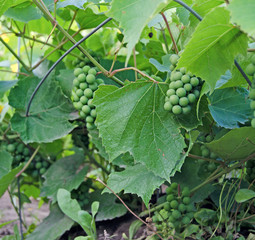 Grapevine with a bunch of grapes in summer