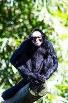 Macaco-aranha Testa Branca – Agência Municipal de Turismo, Eventos