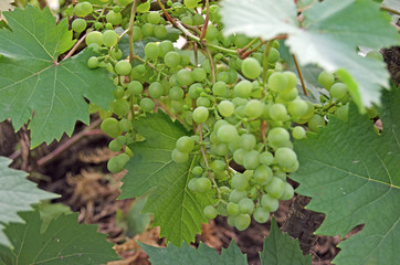 Grapevine with a bunch of grapes in summer