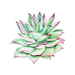 watercolor green succulent