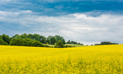 A blooming yellow rapeseed field and green trees with overcast sky, Scotland