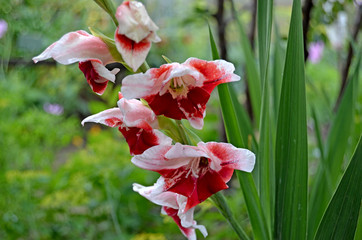 gladiolus grown in the garden