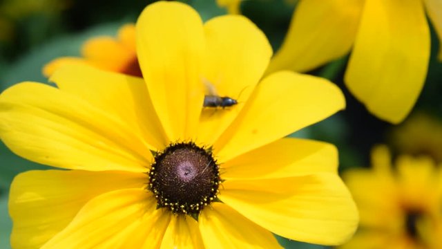A small black beetle on a large yellow flower in the Botanical garden.