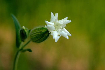 Obraz premium White flower, Silene latifolia in bloom. Macro shot