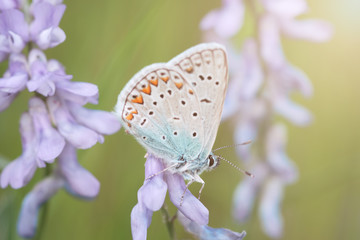 Butterfly on a spring meadow in the sunshine.