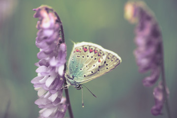 Butterfly on a spring meadow in the sunshine.