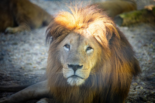 Close up do leão