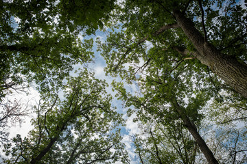 Zvole forest