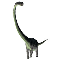 Omeisaurus Dinosaur Front - Omeisaurus was a herbivorous sauropod dinosaur that lived in China during the Jurassic Period. © Catmando