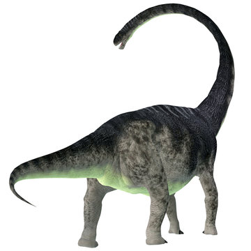 Omeisaurus Dinosaur Tail - Omeisaurus was a herbivorous sauropod dinosaur that lived in China during the Jurassic Period.