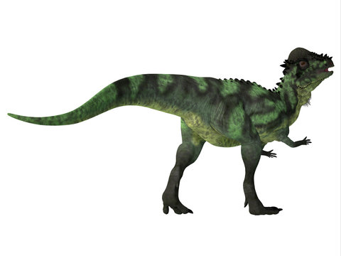 Pachycephalosaurus Dinosaur Tail - Pachycephalosaurus was an omnivorous dinosaur that lived in North America during the Cretaceous Period.
