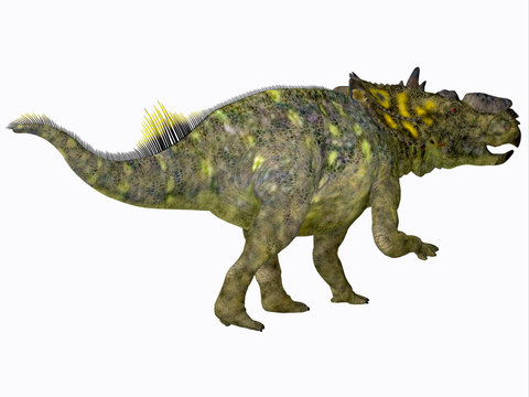 Pachyrhinosaurus Dinosaur Tail - Pachyrhinosaurus was a Ceratopsian herbivorous beaked dinosaur that lived in Alberta, Canada during the Cretaceous Period.