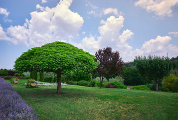 beautiful landscape. green trees in a large park