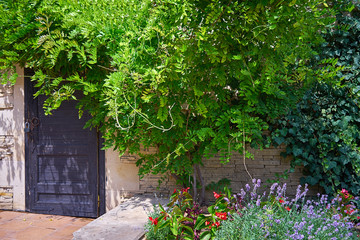 Aged beautiful door on the background, juicy and bright plants