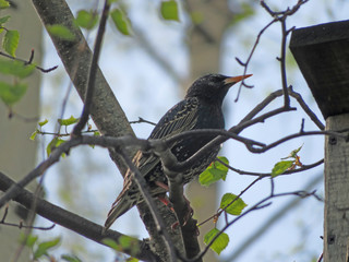 bird starlings on a tree