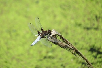 Dragonfly on pond background, closeup