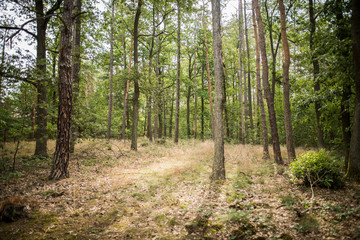 Fototapeta premium Zvole forest