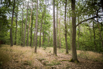 Obraz premium Zvole forest