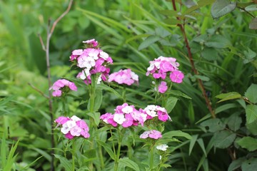 Obraz premium white and maroon flowers of a rural garden