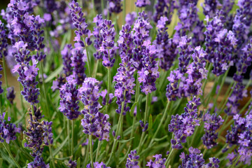 Naklejka premium Lavender in full bloom, Poland