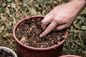 man hands planting a seed in a vase full of organic ferttilizer (horse manure). Organic gardening and farm life concepts