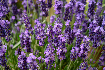 Obraz premium Lavender in full bloom, Poland