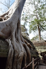 Fototapeta na wymiar Ta Prohm which is a part of Angkor, Cambodia