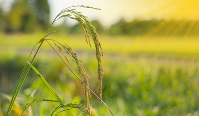 Close up Jasmine rice, Rice grain in rice fields with bright sunlight day, One of the varieties of...