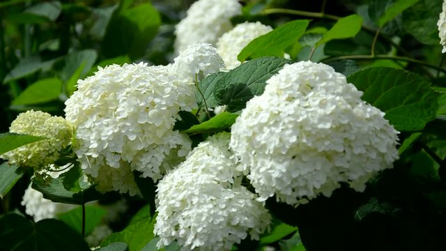 White hydrangea blooms in summer in the city Park 
