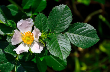 Pink flower and buds  of dog-rose or briar with leaves