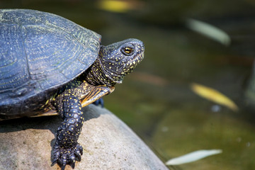 Portrait of a close-up of a turtle sitting on a pebble near water_