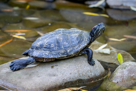 The turtle sits on a pebble near the water_