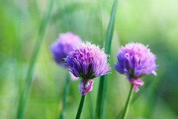Purple flowers of wild onions (Allium ursinum) in the garden. Natural floral background, spring time