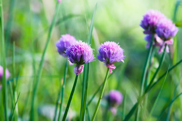 Purple flowers of wild onions (Allium ursinum) in the garden. Natural floral background, spring time