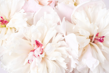 A lush bouquet of pink and white peonies. Natural floral background, close up. Valentines Day and wedding concept