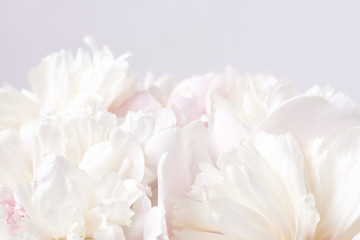 A lush bouquet of pink and white peonies. Natural floral background. Valentines Day and wedding concept