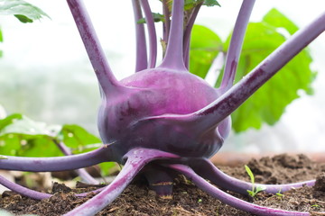 Ripe purple kohlrabi cabbage (Brassica oleracea var. gongylodes) in the garden. Agricultural...