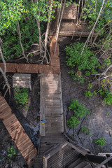 Fototapeta premium lady sitting on balcony in mangrove forest viewpoint