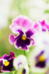 Bright pink and purple pansies. Natural floral background