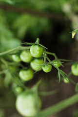 A branch of small green cherry tomatoes in a greenhouse. Agricultural concept, cultivated plants.