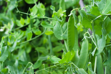 Green unripe peas (Pisum sativum) pod in a kitchen garden. Agricultural concept, farming season