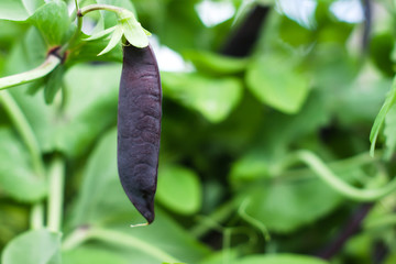Purple unripe peas (Pisum sativum) pod in a garden. Agricultural concept, farming season - obrazy, fototapety, plakaty