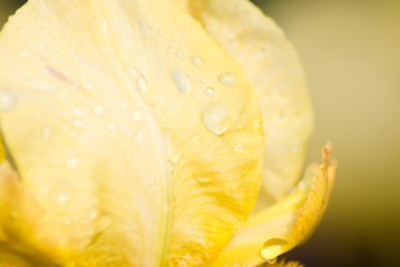 Natural floral background with yellow-red bearded iris with raindrops in a sunny garden