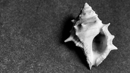 conch shell of ritual