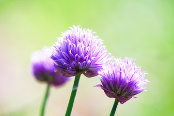 Purple flowers of wild onions (Allium ursinum) in the garden. Natural floral background, spring time